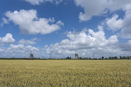小麦田准备在蓝色夏日天空下收获图片