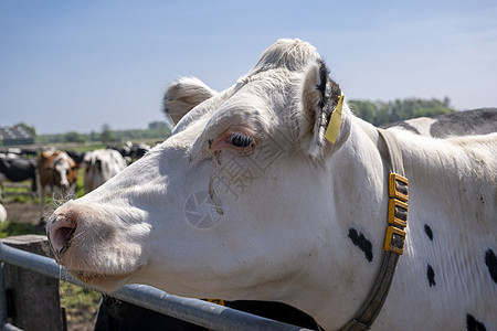 在典型荷兰环境中的荷兰奶牛 荷兰图片