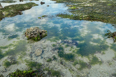 低潮显露出印度洋的藻类和潮汐池 潮汐池是在退潮期间聚集在沿岸低点的孤立的海水袋冲浪蓝色公园海洋海岸海景树林天空潮池波浪图片