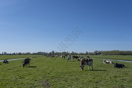 典型荷兰环境下的荷兰奶牛农村场地牧场农田家畜农业牛奶天空动物阳光图片