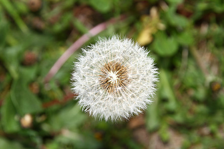 野外宏上的dandelion 头种子草地杂草季节荒野生长宏观植物群金子植物学花朵图片