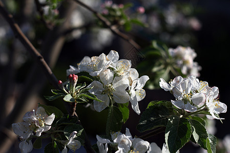 美丽的白天樱花开花公园植物群花瓣花园花朵果园园艺季节植物植物学图片