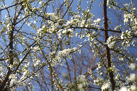 美丽的白天樱花开花花瓣生活植物学花园果园植物群季节公园花朵园艺图片