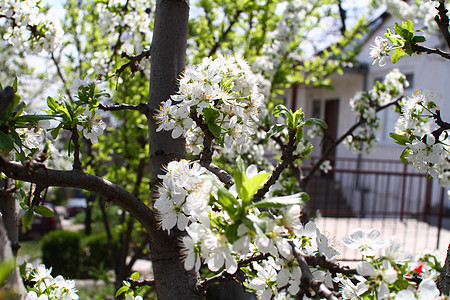 美丽的白天樱花开花园艺天空植物学花朵公园宏观生活晴天花瓣植物图片