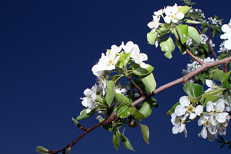 美丽的白天樱花开花花园宏观植物群公园园艺果园花朵植物学花瓣晴天图片