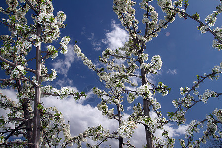 美丽的白天樱花开花植物学晴天天空花园公园季节植物群宏观园艺花瓣图片