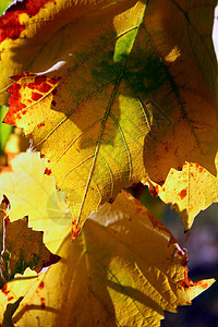 秋天的葡萄树叶季节绿色酒厂生长顶峰叶子农业黄色藤蔓植物群图片