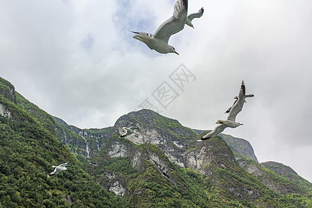 海鸥飞过挪威美丽的山湾风景 冰海鸥从这里飞过蓝色海岸鸟类海景山脉天气动物瀑布旅行荒野图片