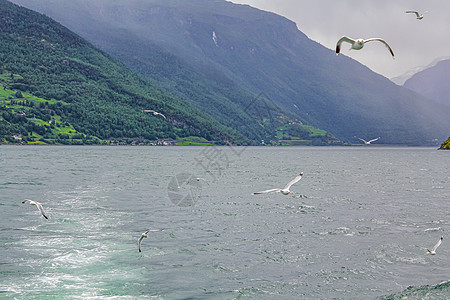 海鸥飞过挪威美丽的山湾风景 冰海鸥从这里飞过山脉蓝色荒野旅行海景峡湾天气海岸动物瀑布图片