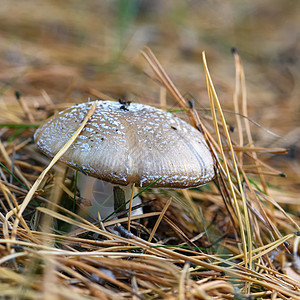 草丛中的蘑菇关上棕色野生动物食物白色季节苔藓常委森林绿色菌类图片