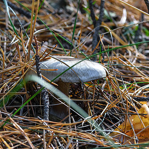 草丛中的蘑菇关上季节食物绿色森林荒野宏观常委苔藓菌类野生动物图片
