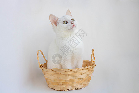 白色背景中坐在篮子里的自制小白猫头发眼睛毛皮胡子耳朵照片蓝色兽医哺乳动物小猫图片