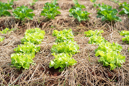 农村的绿色芥子蔬菜植物菜园场地食物叶子农业培育芸苔农场栽培多叶图片