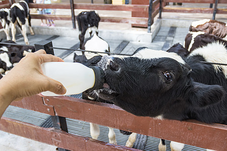 男子手工用奶瓶喂养婴儿牛奶制品国家哺乳动物牛肉男性小牛动物牛奶食物天空图片