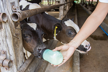 特写 — 泰国妇女手工喂奶瓶中的奶牛图片
