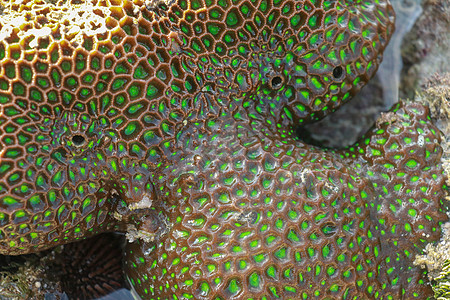 珊瑚礁由石珊瑚构成 而石珊瑚又由水螅体组成 用于自然教育 退潮时从水面看到的绿色浅水珊瑚息肉宏观生活海上生活海洋生物墙纸障碍荒野图片