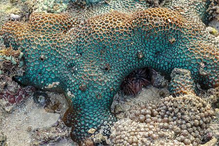 这是一片绿色的珊瑚 红红红明眼 粉红眼睛环境生物学海洋热带潜水海洋生物野生动物息肉盐水岩石图片