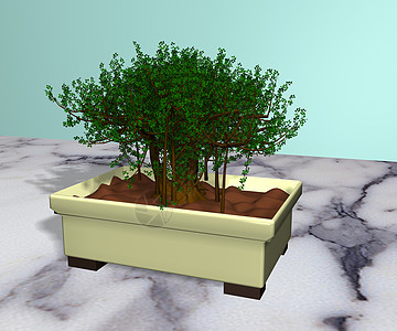 盆栽中的邦赛树图片