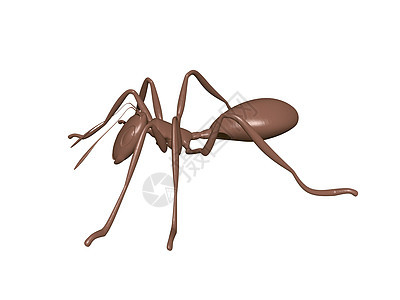 有复合眼睛的棕色蚂蚁在周围爬来爬去森林爬行动物捕食者复眼昆虫图片