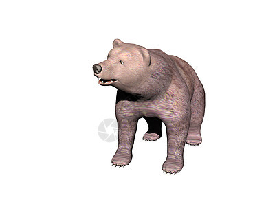 长着尖牙的大棕熊灰色鼻子棕色捕食者牙齿爪子毛皮哺乳动物图片