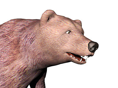 长着尖牙的大棕熊灰色毛皮牙齿捕食者哺乳动物棕色鼻子爪子图片