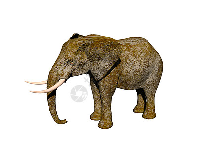 白象 长牙大灰象象牙喇叭哺乳动物耳朵动物背景图片