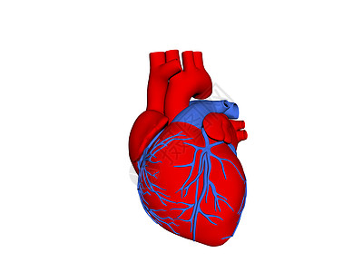 红心红与冠心动脉身体血液循环红色主动脉动脉器官发动机脑室静脉蓝色背景图片
