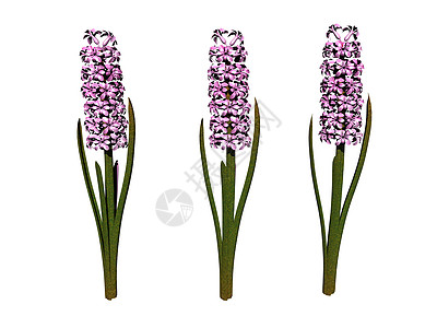 带紫花花的Hyacinths装饰花卉树叶花朵粉色紫色花坛园林绿色图片