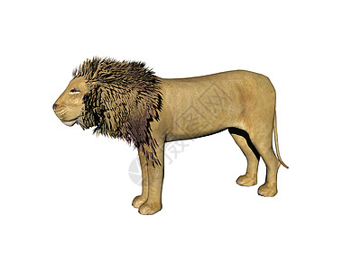 雄狮子和英俊的马捕食者狮子草原毛皮棕色男性统治者鬃毛尾巴大猫图片