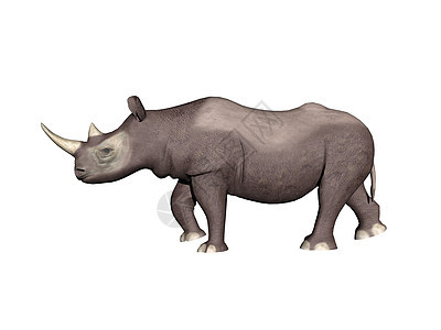 草原中的重非洲犀牛动物真皮哺乳动物尾巴喇叭图片