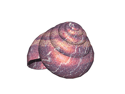 多旋转的美丽的蜗牛贝壳蜗牛壳石灰套管螺旋脊椎动物图片