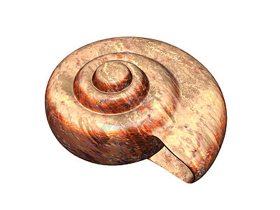 蜗牛的鼻涕房蜗牛壳脊椎动物套管螺旋石灰图片