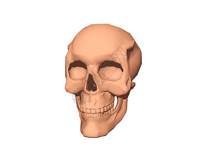 头骨 骨头和下巴骷髅眼窝牙齿棕色颧骨下颚图片