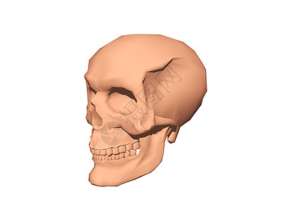 头骨 骨头和下巴下颚牙齿眼窝颧骨棕色骷髅图片
