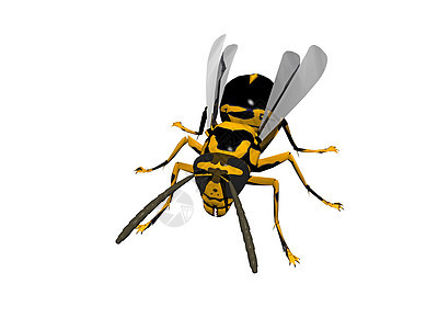 带有翅膀和刺刺的危险黄蜂翅目昆虫捕食者黄色殖民地条纹触角口器黑色图片