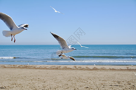 一群海鸥在海滩上飞翔野生动物旅行天空顶峰环境翅膀高度羽毛航班天堂图片
