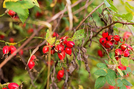 玫瑰灌木枝上的红秋天浆果植物学野蔷薇玫瑰植物群生长季节植物衬套树枝花园图片
