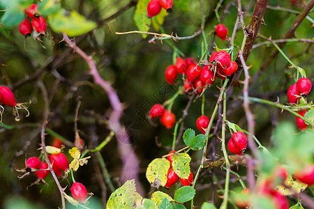 玫瑰灌木枝上的红秋天浆果花园玫瑰太阳野玫瑰植物学荒野植物群树枝季节叶子图片