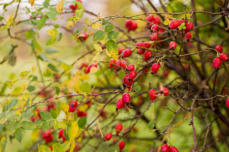 玫瑰灌木枝上的红秋天浆果生长玫瑰叶子季节野蔷薇花园食物太阳植物蔷薇图片