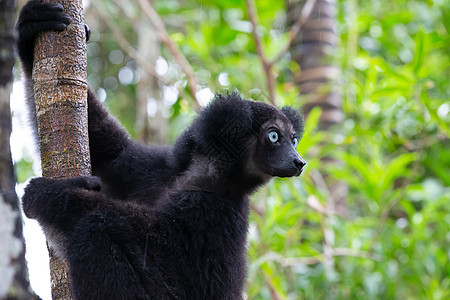 马达加斯加雨林中印德里狐猴的肖像领导者森林灵长类丛林生态旅游旅游情调异国生物尾巴图片