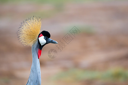肯尼亚稀树草原的多彩鸟类翅膀公园荒野动物园脖子野生动物苍鹭大草原羽毛动物图片