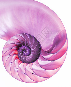 纳图卢斯螺旋贝壳粉红细节图片