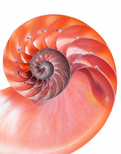 纳图卢斯螺旋贝壳红色细节图片