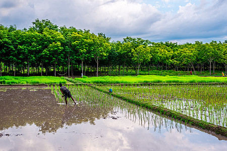 稻米田 农业 稻田和农民日落蓝色农田农村食物天际天空植物国家太阳图片
