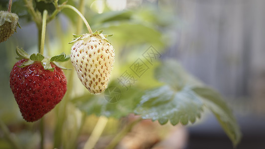 绿草莓水果维生素生产饮食美食养分花园植物农业生长图片
