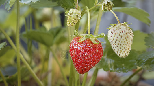 草莓密闭树叶食物花园饮食种子季节浆果植物收成美食图片