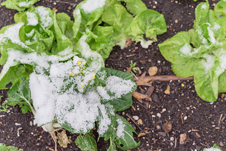 在美国得克萨斯州达拉斯附近的高盛床垫花园中 顶端风景生菜和花朵 有雪覆盖的烧烤焦植物图片