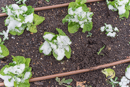 美国得克萨斯州达拉斯附近的高盛床垫花园 雪下覆盖的生菜植物白菜菜地栽培系统冻结生产社区园艺堆肥场地图片
