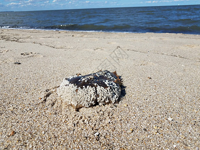 沙滩上用水泡死马蹄蟹壳贝壳海滩藤壶鹅卵石动物螃蟹野生动物海洋海岸图片