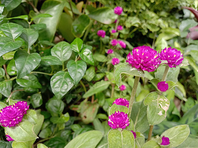 带绿树的粉色花朵植物橙子美景雏菊花瓣植物群叶子花园绿色黄色图片